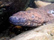 Der Chinesische Riesensalamander ist mit einer Länge von 100 bis 180 cm (in Einzelfällen bis zu 2 m) und einem Gewicht von bis zu 50–60 kg die größte lebende Amphibie der Welt. Diese nachtaktiven Schwanzlurche leben in Flüssen und Seen in China, erreichen ein hohes Alter von über 50 Jahren und sind vom Aussterben bedroht.